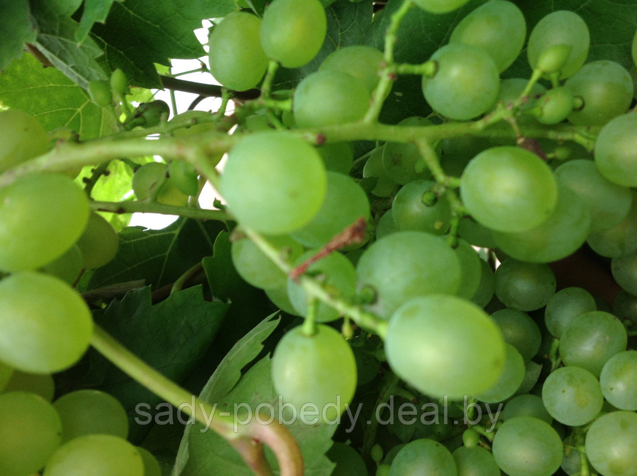 Саженцы винограда зеленого "Идеал" - фото 2 - id-p2339519