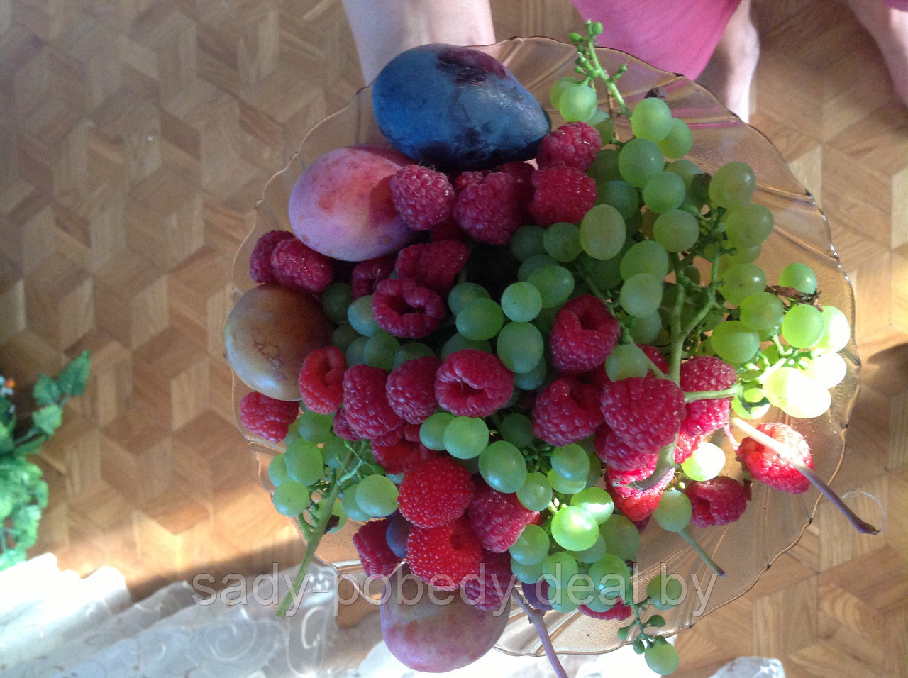 Саженцы винограда зеленого "Идеал" - фото 3 - id-p2339519