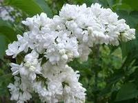 Сирень обыкновенная Мадам Лемуан (Syringa vulgaris Mme Lemoine)