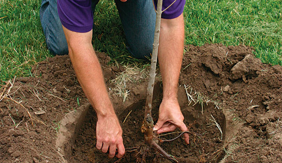 Посадка плодовых деревьев (1-3х летние саженцы) с открытой корневой системой