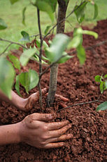 Посадка плодовых деревьев (1-3х летние саженцы) с открытой корневой системой, фото 2