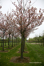 Посадка плодовых деревьев (1-3х летние саженцы) с открытой корневой системой, фото 3