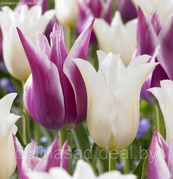 Holland Bulbs Набор 25 тюльпанов лилиецветных - фото 1 - id-p102411675