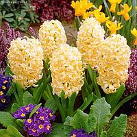 Holland Bulbs Гиацинт Сити оф Харлем