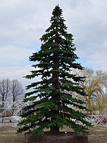 Большая уличная  ель "Альпийское дерево", фото 2