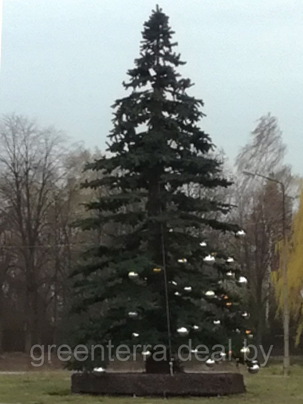 Большая уличная ель "Альпийское дерево" - фото 7 - id-p103705957