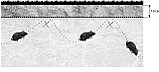 Сетка от кротов 2х100м, ячейка 14х14мм (Китай), фото 5