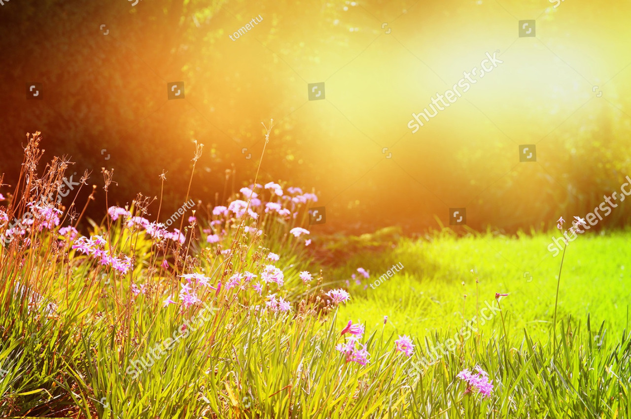 Фотообои с изображением весенних цветов