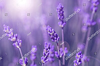 Фотообои с изображением цветов лаванды
