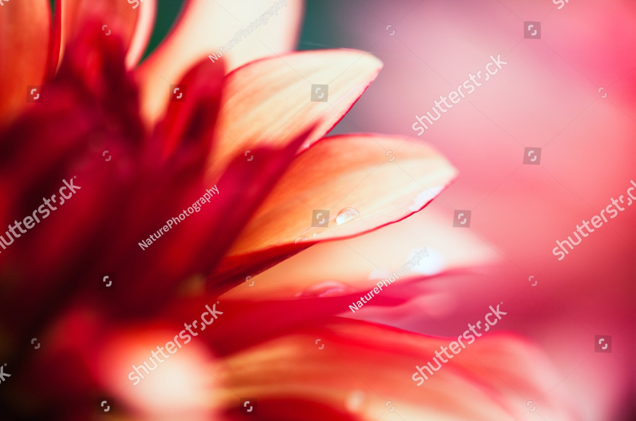Фотообои с изображением красного цветка в макросъемке