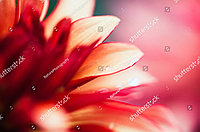 Фотообои с изображением красного цветка в макросъемке