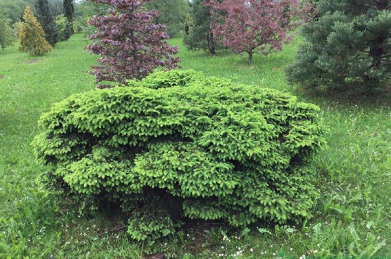 Ель обыкновенная "Nidiformis" (Picea abies) С5 - фото 1 - id-p103947527