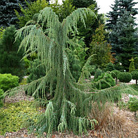 Можжевельник обыкновенный "Хорстман" (Juniperus communis "Horstmann") С5