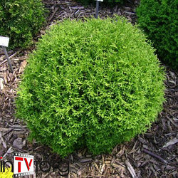 Туя западная "Hoseri" (Thuja occidentalis) С4