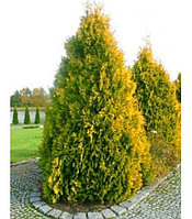 Туя западная "Санкист" (Thuja occidentalis "Sankist") С5