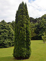 Туя западная "Holmstrup" (Thuja occidentalis) P9