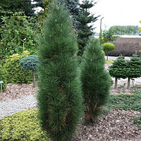 Сосна черная "Грин Тауэр" (Pinus nigra "Green Tower") С2