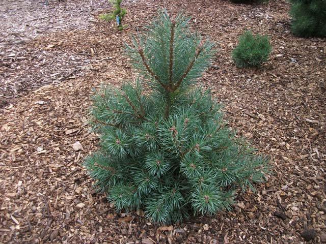 Сосна обыкновенная "Шантри Блю" (Pinus sylvestris "Chantry Blue") С3 - фото 1 - id-p103996033