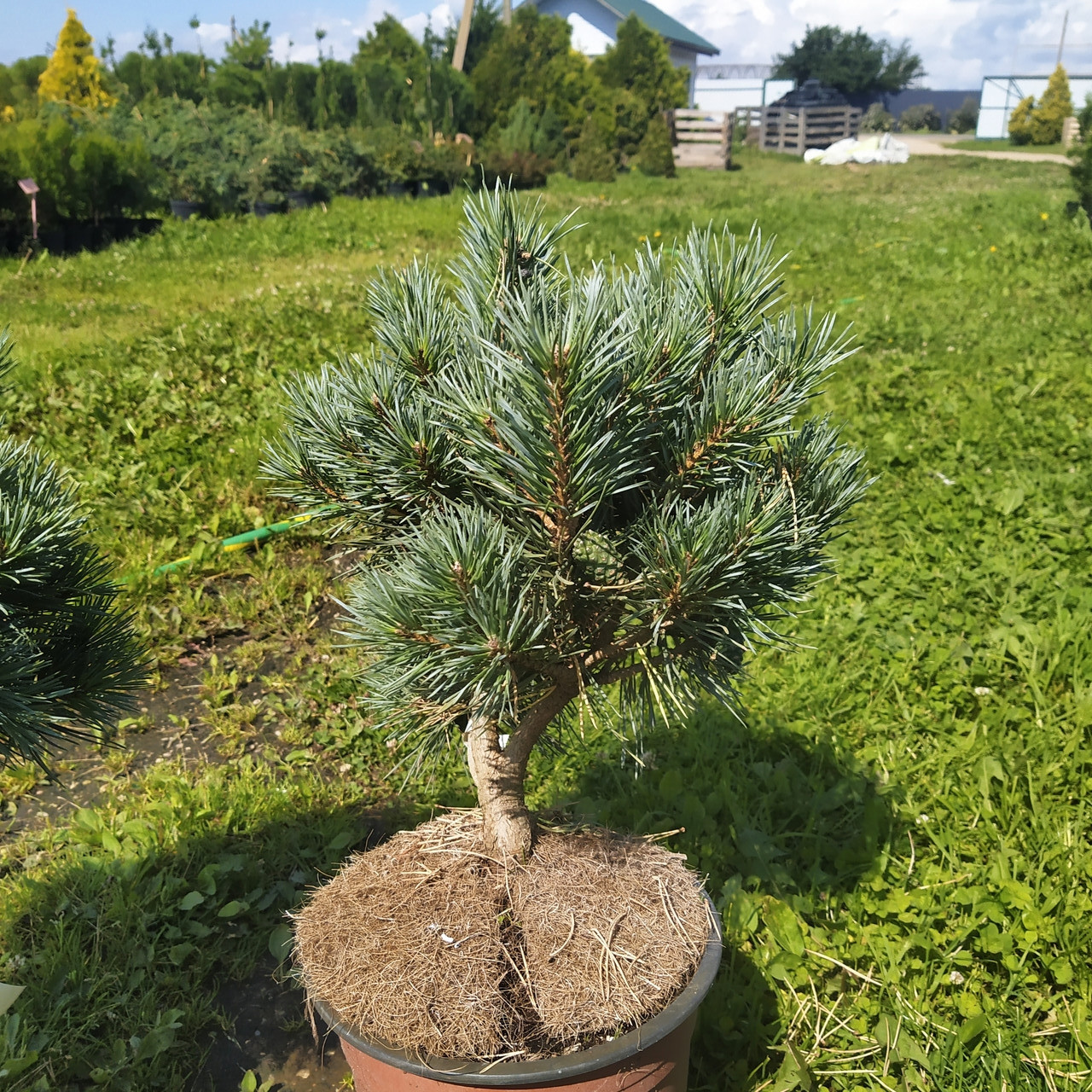 Сосна обыкновенная "Шантри Блю" (Pinus sylvestris "Chantry Blue") С3 - фото 2 - id-p103996033