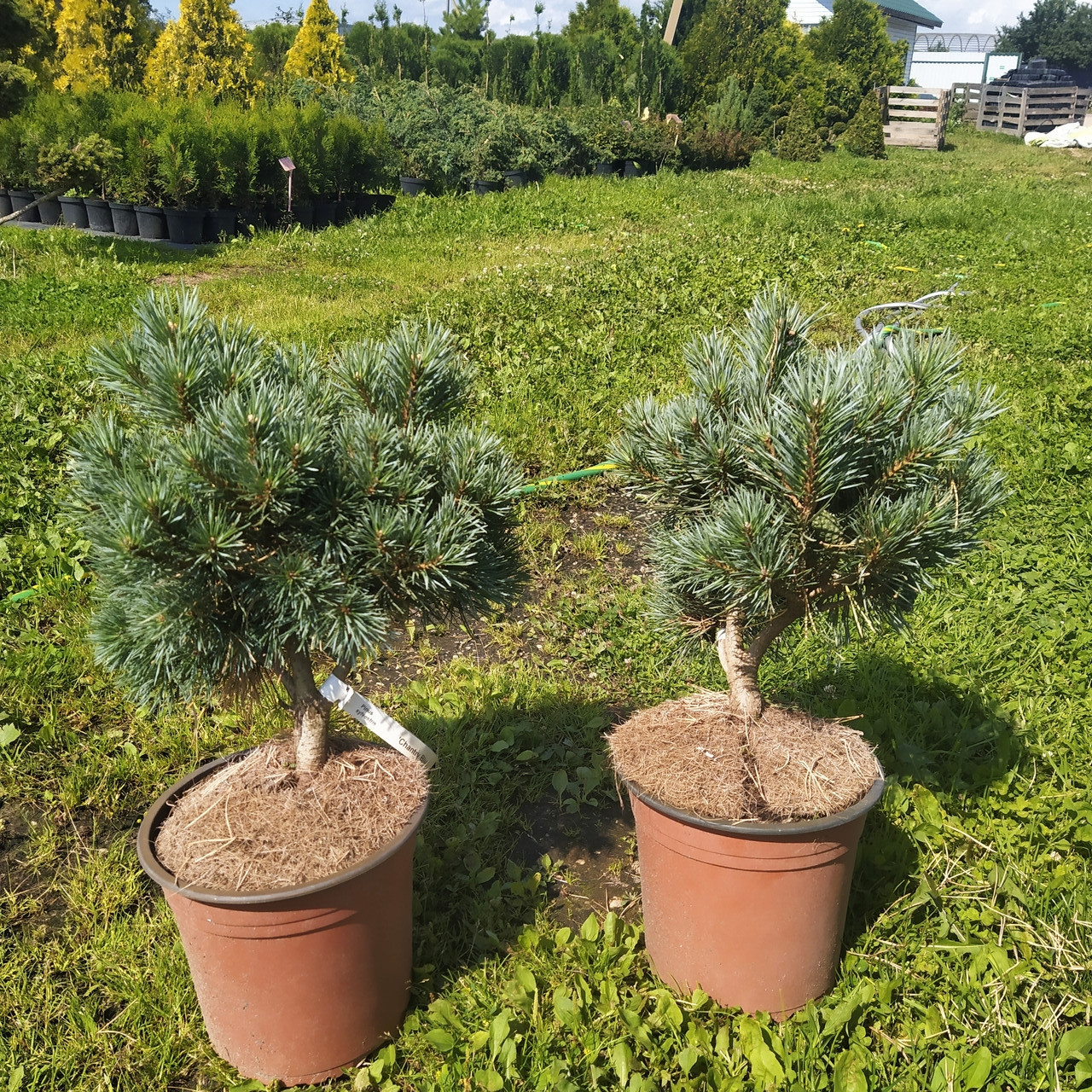 Сосна обыкновенная "Шантри Блю" (Pinus sylvestris "Chantry Blue") С3 - фото 3 - id-p103996033