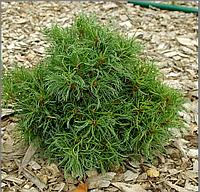 Сосна веймутова "Грин Твист" на штамбе (Pinus strobus "Green Twist") С3