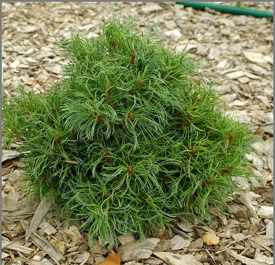 Сосна веймутова "Грин Твист" (Pinus strobus "Green Twist") С3 - фото 1 - id-p104001528