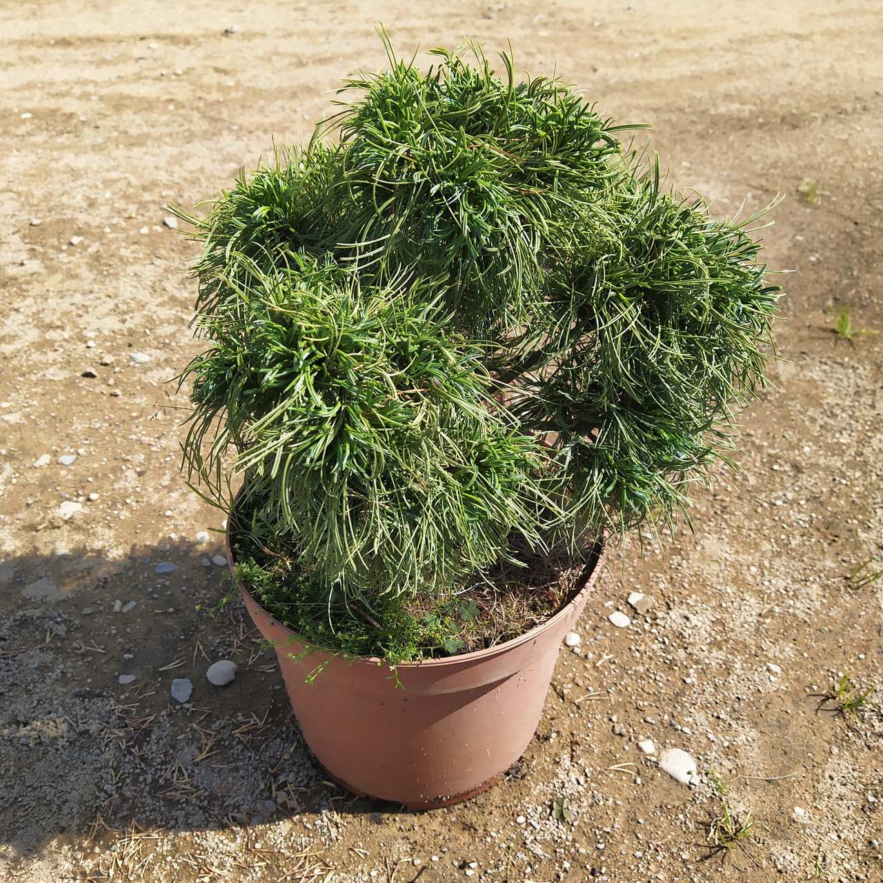 Сосна веймутова "Грин Твист" (Pinus strobus "Green Twist") С3 - фото 2 - id-p104001528