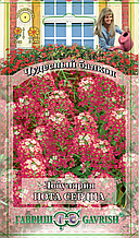 Гавриш Лобулярия Нота сердца* "Чудесный балкон"