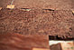 Шпон корень Амбойны 0,6 мм - Singl/Logs, фото 6