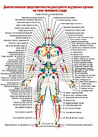 Диагностические представительства расстройств внутренних органов на теле человека сзади