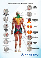 Мышцы стабилизаторы регионов