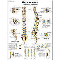 Позвоночник (анатомия и потология)