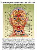 Проекции внутренних органов на голове и шее (по А. Огулову)