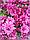 Хризантема мультифлора (30-40см), фото 8