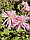Хризантемы высокорослые в ассортименте, фото 7