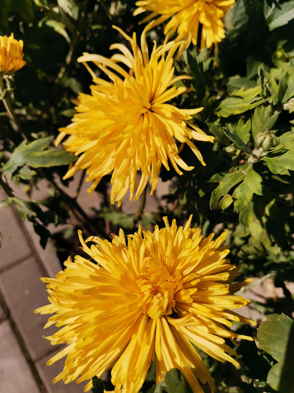 Хризантемы высокорослые в ассортименте - фото 8 - id-p83609282