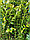 Саженцы голубики Блюкроп, Bluecrop, двухлетние, закрытая корневая система., фото 6