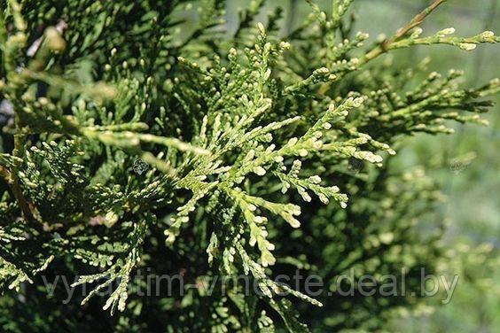 Туя западная Ауреоспиката (Thuja occidentalis Aureospicata) С3, 60-70 см - фото 2 - id-p49218393