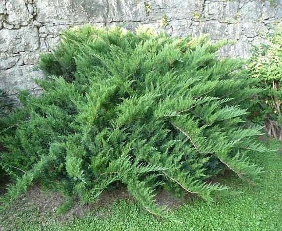 Можжевельник казацкий сорт " Tamariscifolia " D = 120 см, фото 2