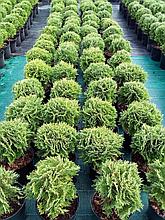 Туя западная Даника  10-15 см, С1,5