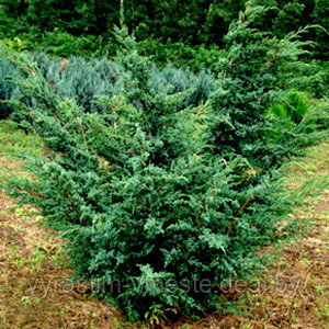 Можжевельник китайский "Блю Альпс" (Juniperus chinensis 'Blue Alps ) С3 В.20-50 см - фото 2 - id-p5821856