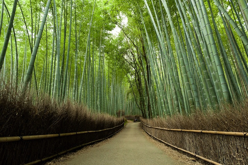 Паркет из бамбука ArdenWood вертикальный цвет Натур - фото 6 - id-p5822801