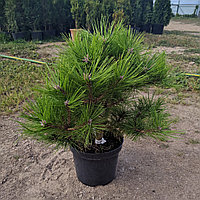 Сосна густоцветковая "Лоу Глоу" (Pinus densiflora "Low Glow") С3