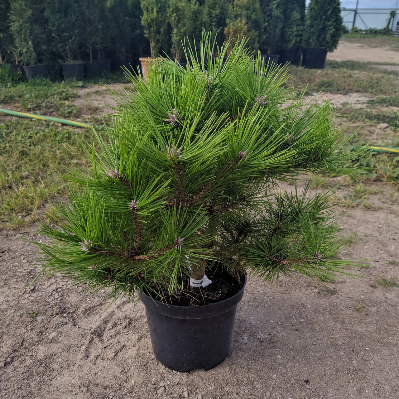 Сосна густоцветковая "Лоу Глоу" (Pinus densiflora "Low Glow") С3 - фото 1 - id-p106133052