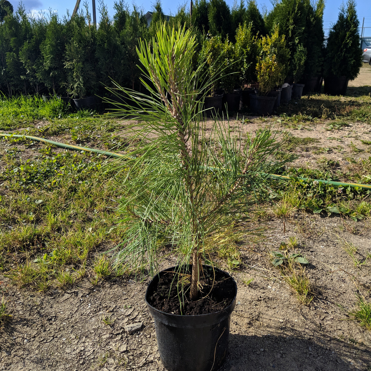 Сосна желтая (Pinus ponderosa) С5 - фото 1 - id-p106133242