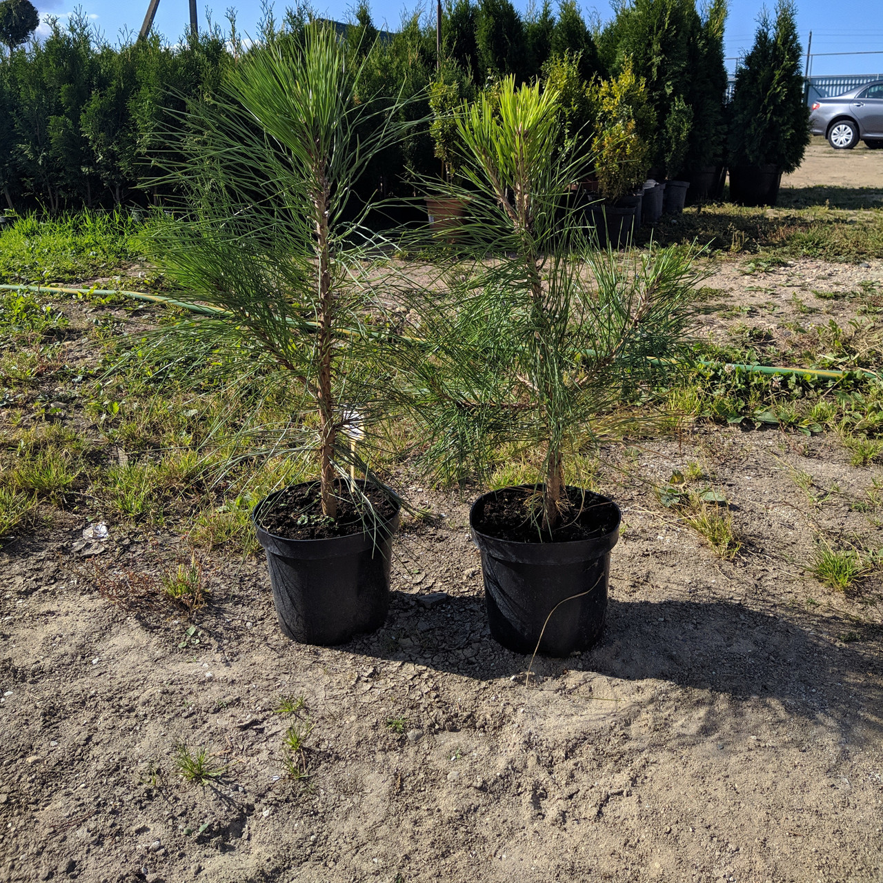 Сосна желтая (Pinus ponderosa) С5 - фото 2 - id-p106133242
