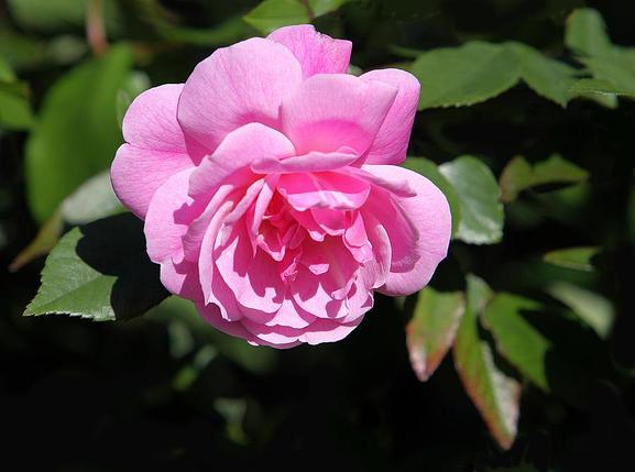 Фреш Пинк, фото 2