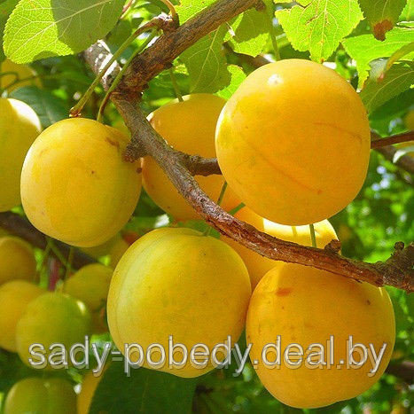 Саженцы плодовых деревьев - фото 1 - id-p5845562