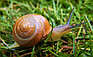 Маска  плёнка с муцином улитки Snail Extract Dear She,  20 гр., фото 9