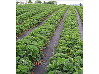 Агроткань 100 гр/м 1,1х100м